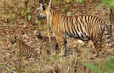 Buxa Tiger Reserve - Lataguri Image