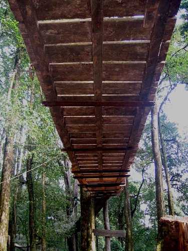 Canopy Walk lo - Lolegaon Image