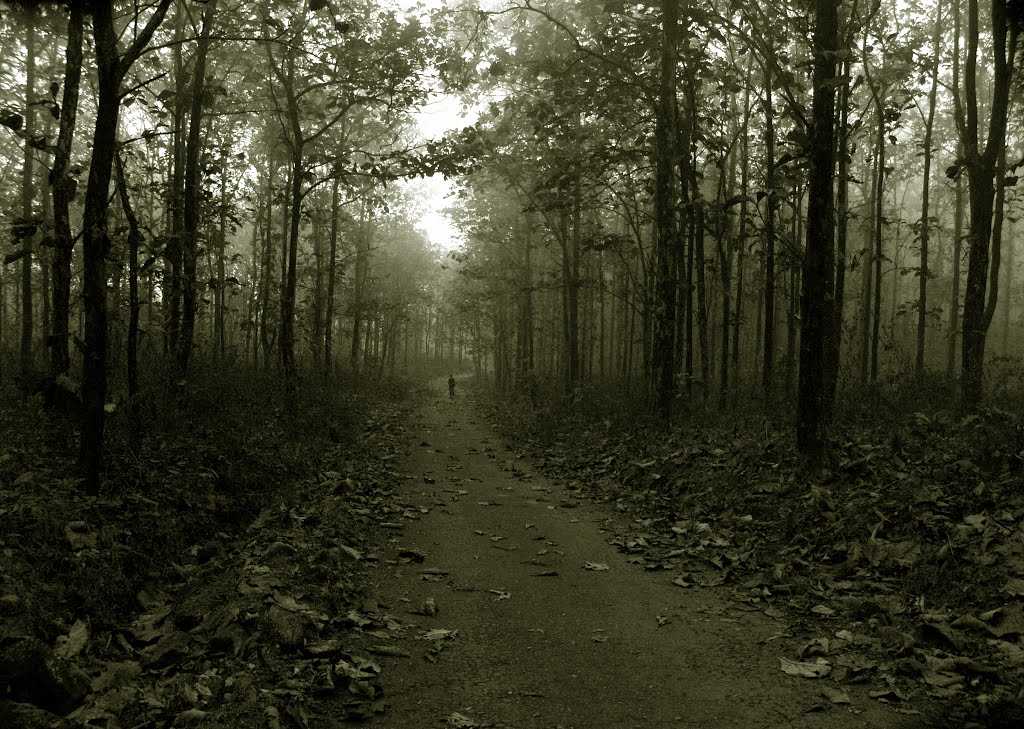 Buxa National Park - Jalpaiguri Image