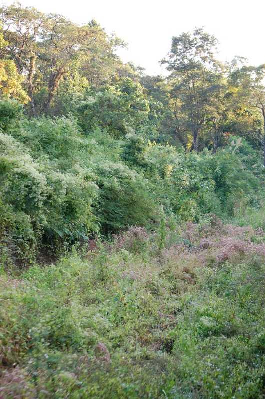 Chapramari National Park - Jaldhaka Image