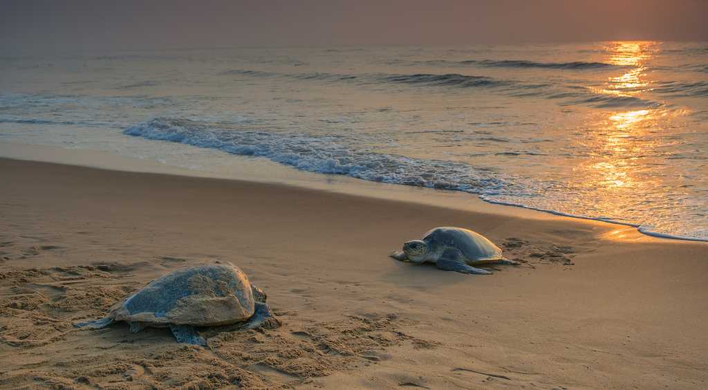 Rushikulya Beach - Berhampur Image