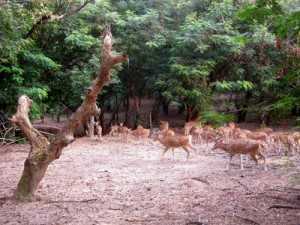 Deer Park - Sambalpur Image