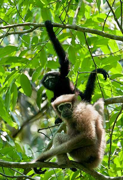 Hoollongapar Gibbon Wildlife Sanctuary - Jorhat Image