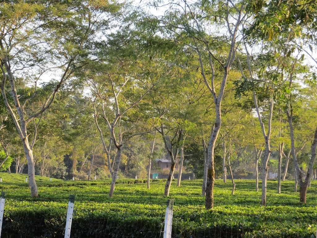 Cinnamora Tea Estate - Jorhat Image