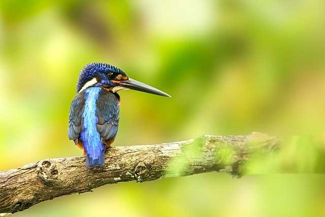 Dehing Patkai Wildlife Sanctuary - Tinsukia Image