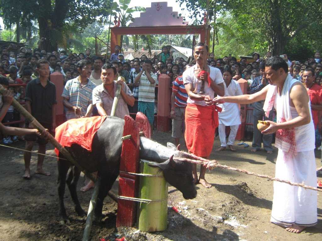 Bagheswari Temple - Bongaigaon Image