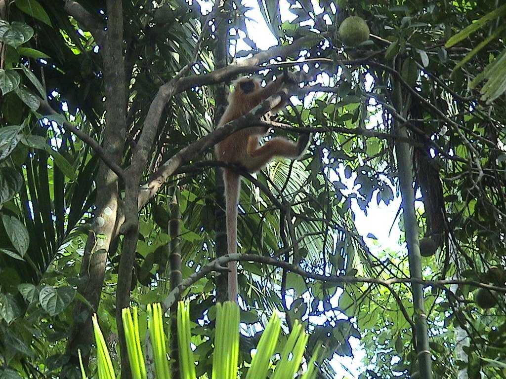 KakoiJana Wildlife Sanctuary - Bongaigaon Image