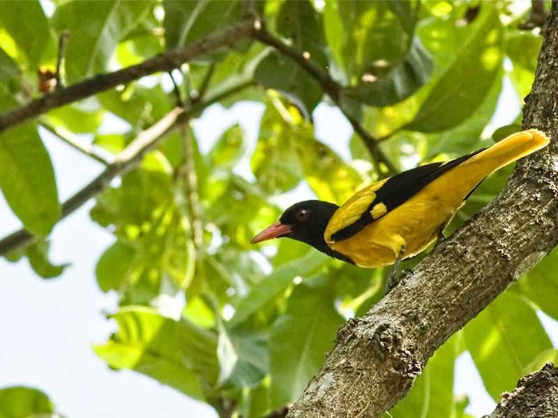 Bardoibum Beelmukh Wildlife Sanctuary - Dhemaji Image