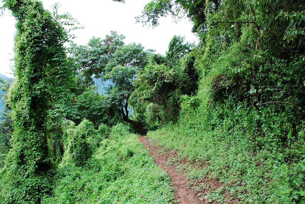 Lengteng Wildlife Sanctuary - Champhai Image