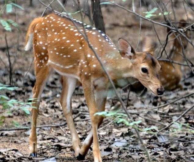 Rangapahar reserve forest - Dimapur Image