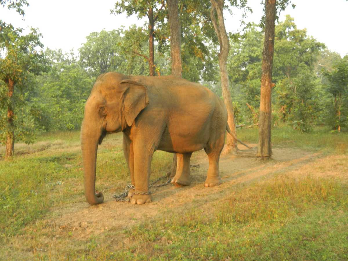 Nagzira Wildlife Sanctuary - Nagpur Image