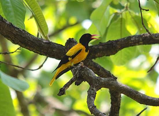 Phansad Bird Sanctuary - Kashid Image