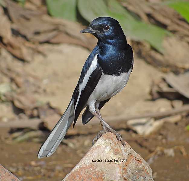 Phansad Wildlife Sanctuary - Diveagar Image