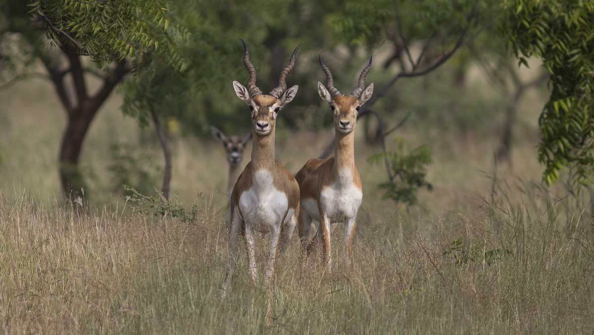 Rehekuri Blackbuck Sanctuary - Ahmednagar Image