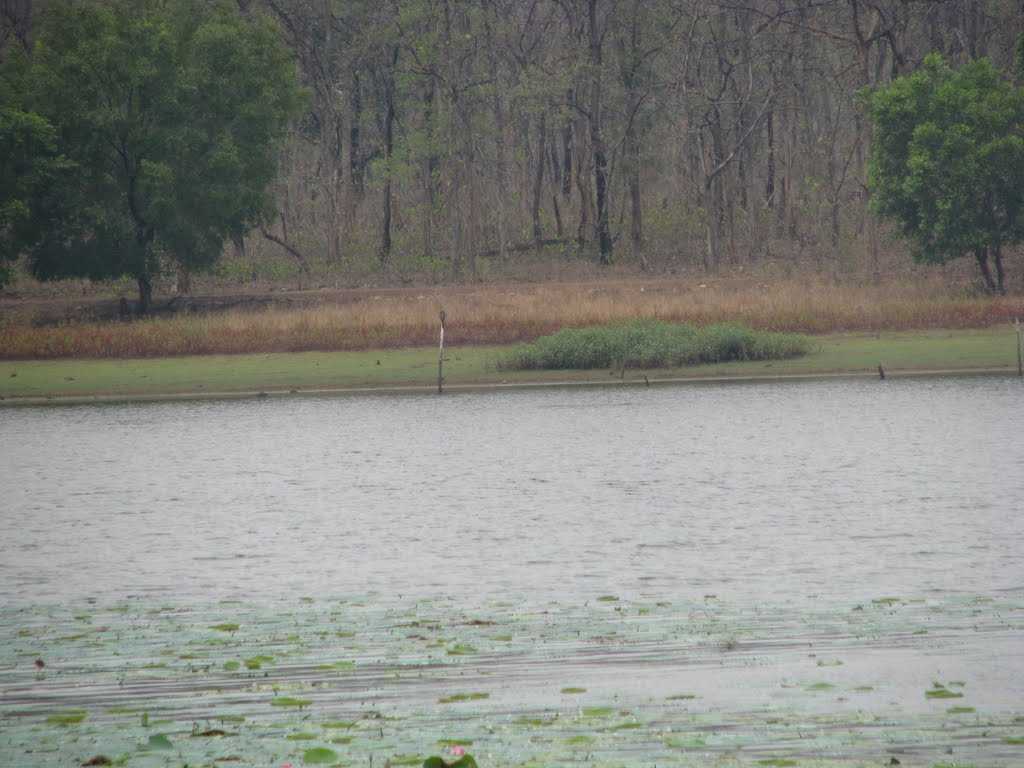 Tadoba National Park - Chandrapur Image