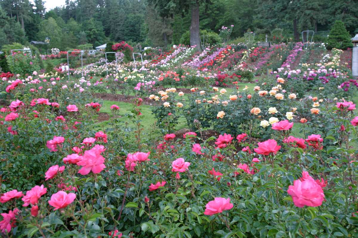 Japanese Rose Garden - Nagpur Image