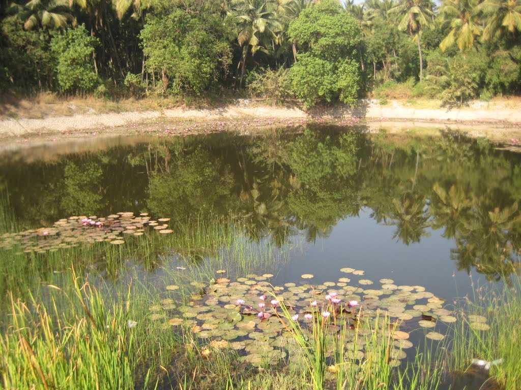 Lotus Lake - Toranmal Image