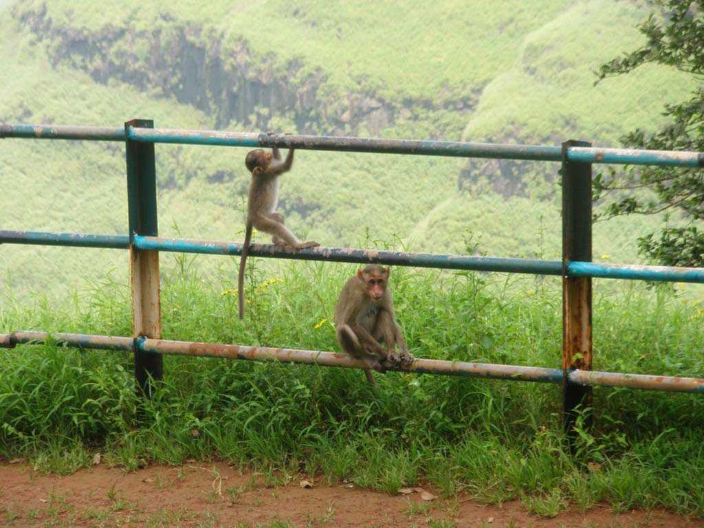 Monkey Point - Matheran Image