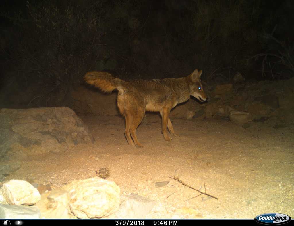 Night Safari - Durshet Image