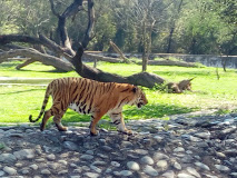 M.C. Zoological Park, Chhat Bir Zoo - Zirakpur Image