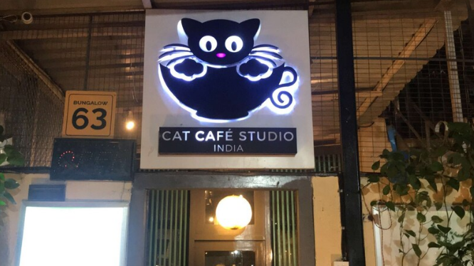 Cat Cafe Studio - Andheri West - Mumbai Image