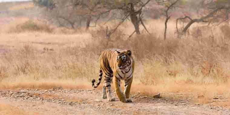 Tiger Safari India Tours & Travels - Delhi Image