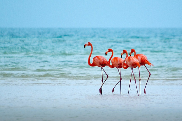 Flamingo Tours & Travels - Pune Image