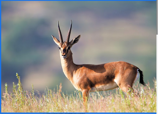 Bishnoi Village Safari Tours - Jodhpur Image