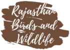 Rajasthan Birds & Wildlife Tours - Udaipur Image