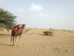 Camel Tour Operators - Sahibabad Image