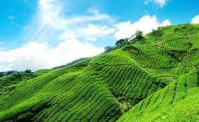 Travistor Travel & Tours - Munnar Image