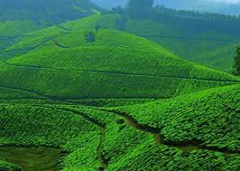 Travel Insight - Munnar Image