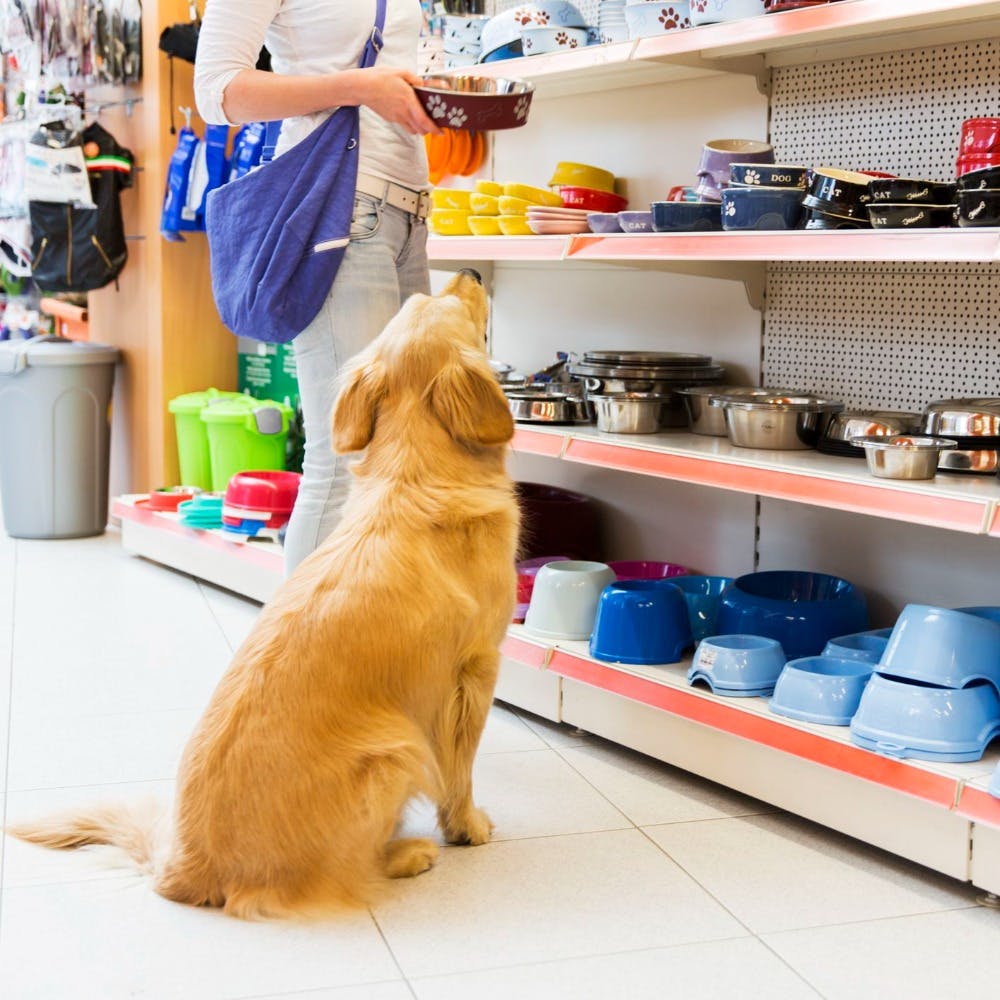 Ginni Pet Shop - Bana Image
