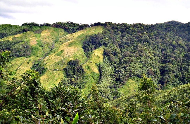 Nokrek National Park - Meghalaya Image