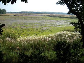 Shuklaphanta National Park Image