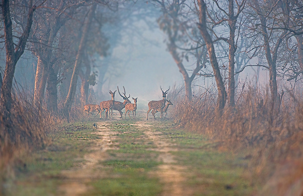 Dudhwa National Park - Uttar Pradesh Image