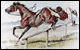 Horse Racing