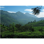General Tips on Nilgiri Hills