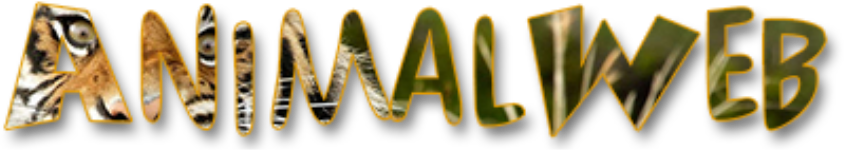Animalweb