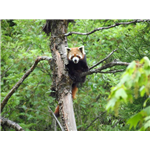 Neora Valley National Park