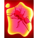 Red Ant Cafe - Bandra - Mumbai