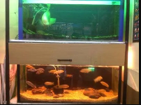 P2P Aquarium - Bangalore
