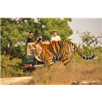 Ranthambore Jeep Safari