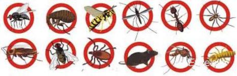 Effective Pest Control India
