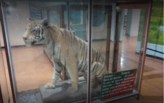 Corbett Museum - Nainital