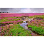 Kaas Plateau
