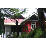 Resort Tree Fern - Loleygaon - Darjeeling