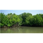 Sundarbans