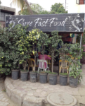 Shree Fast Food - Gadia Vihar - Aurangabad
