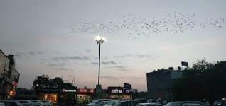 Mohali Lodge - Mohali